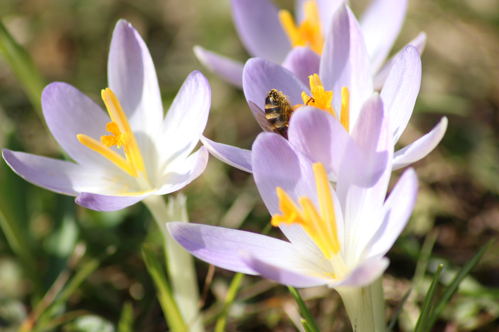 Der Frühling kommt