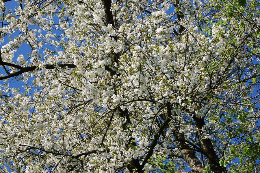 Der Frühling kommt!