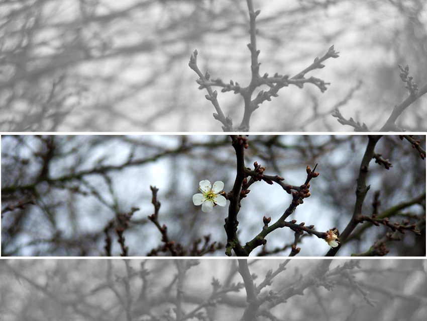 Der Frühling kommt....