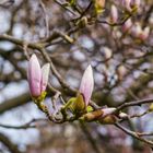 Der Frühling kommt ...