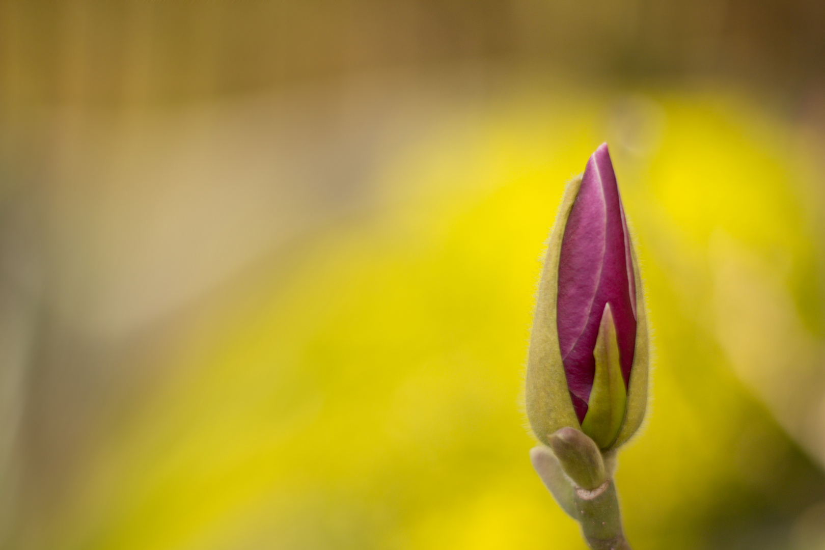 Der Frühling kommt