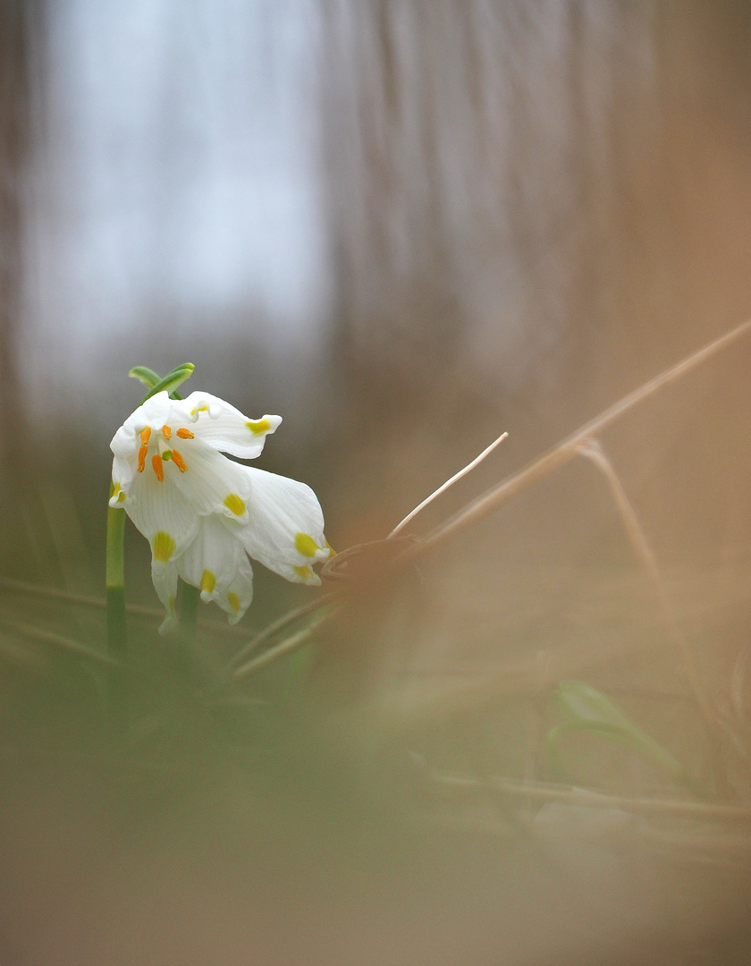 Der Frühling kommt!