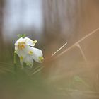 Der Frühling kommt!