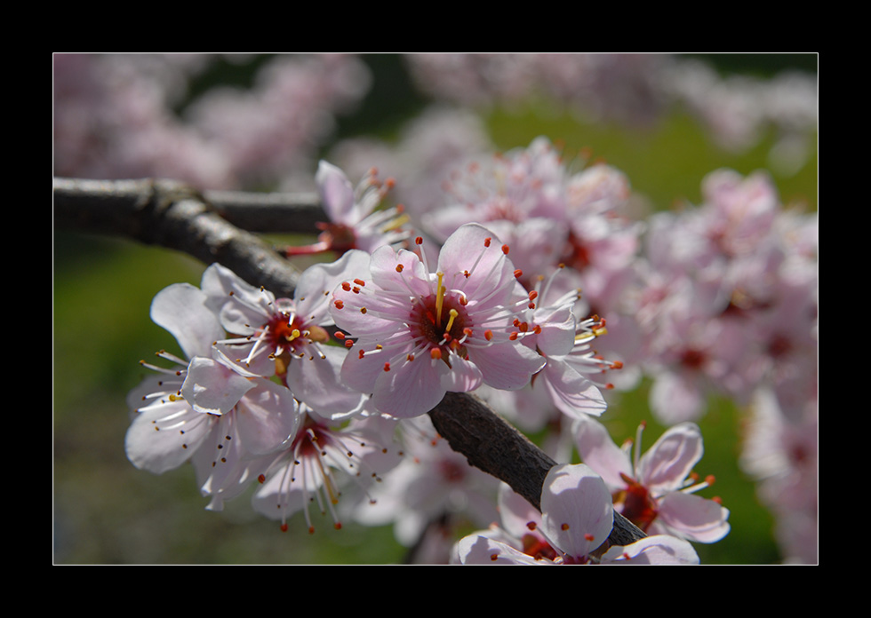 Der Frühling kommt!