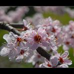 Der Frühling kommt!