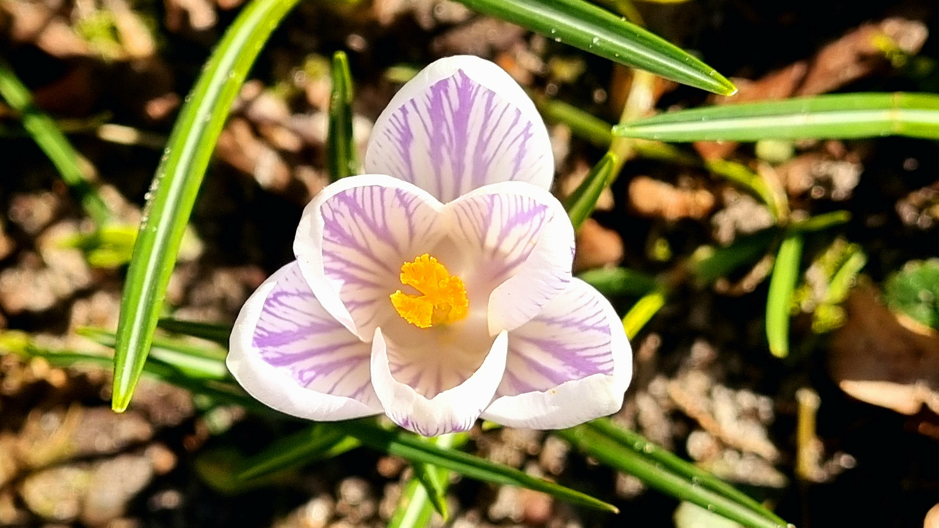 Der Frühling kommt