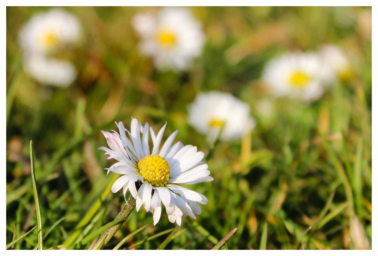 Der Frühling kommt.