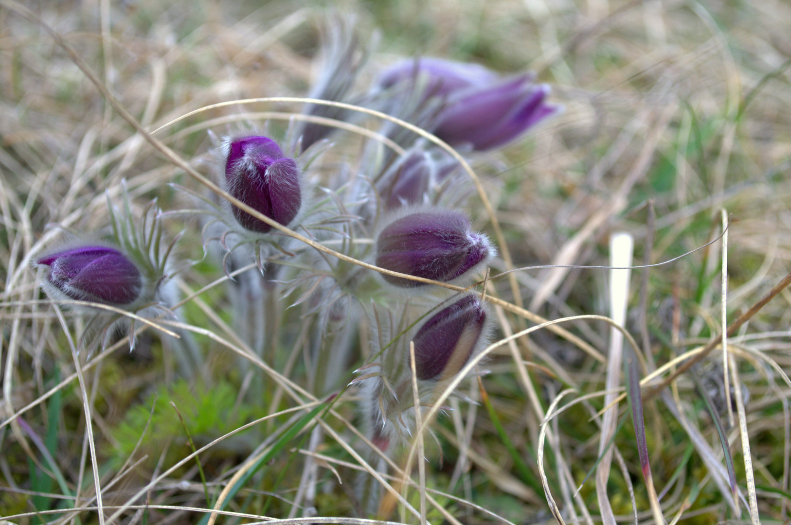 Der Frühling kommt