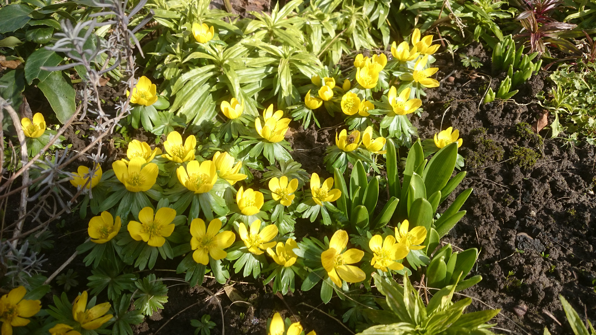 Der Frühling kommt.