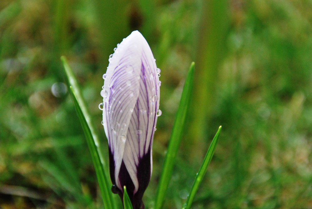 Der Frühling kommt