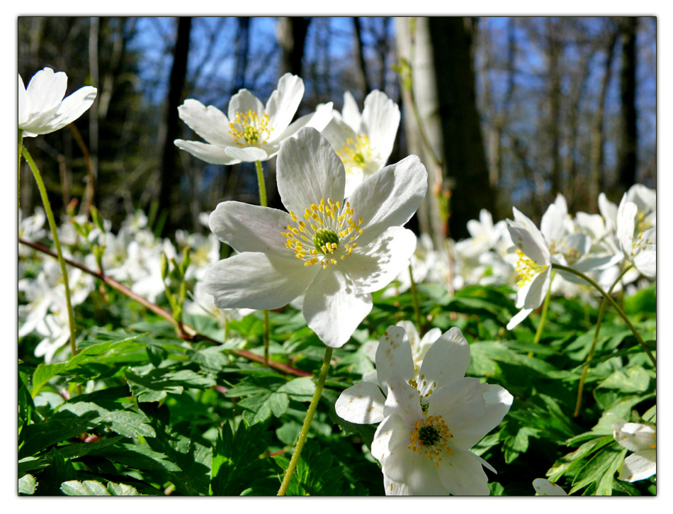 Der Frühling kommt ! :)