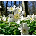 Der Frühling kommt ! :)