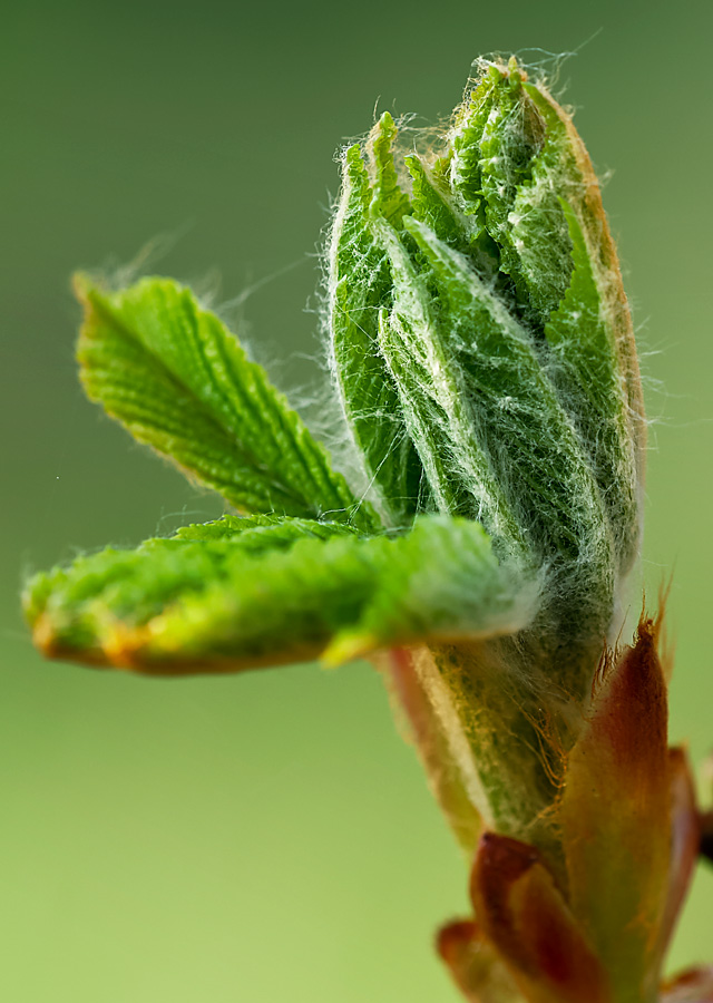 Der Frühling kommt