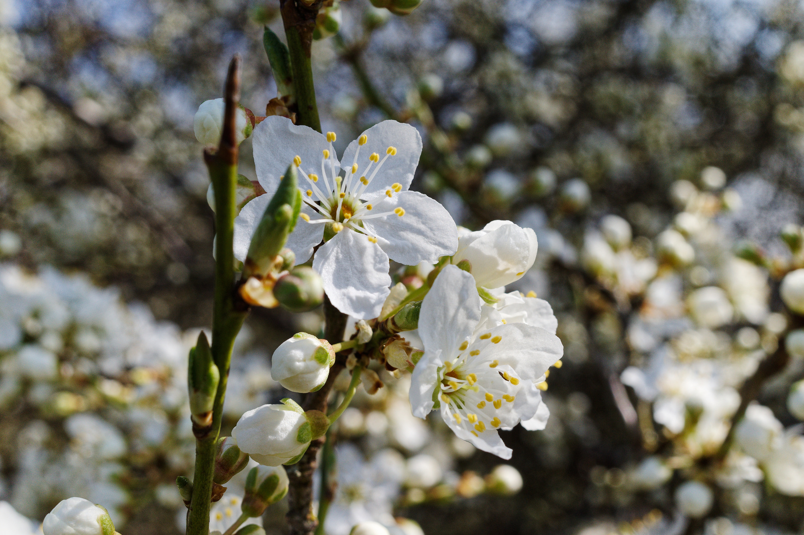 Der Frühling kommt