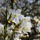 Der Frühling kommt