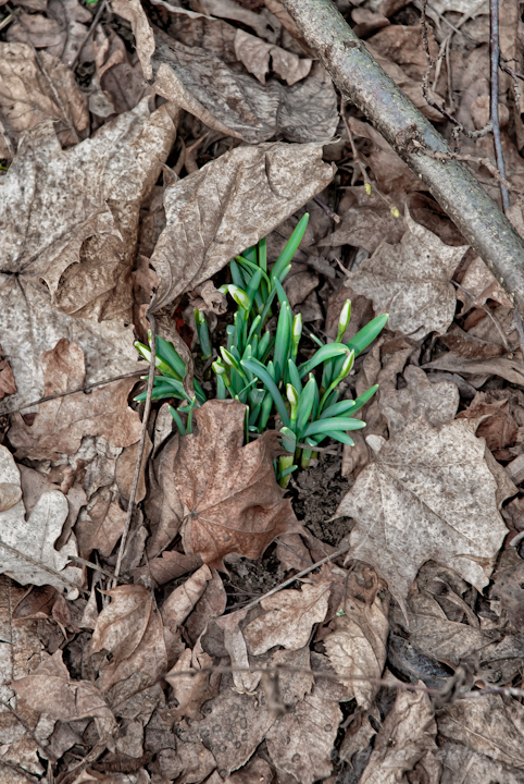 Der Frühling kommt.