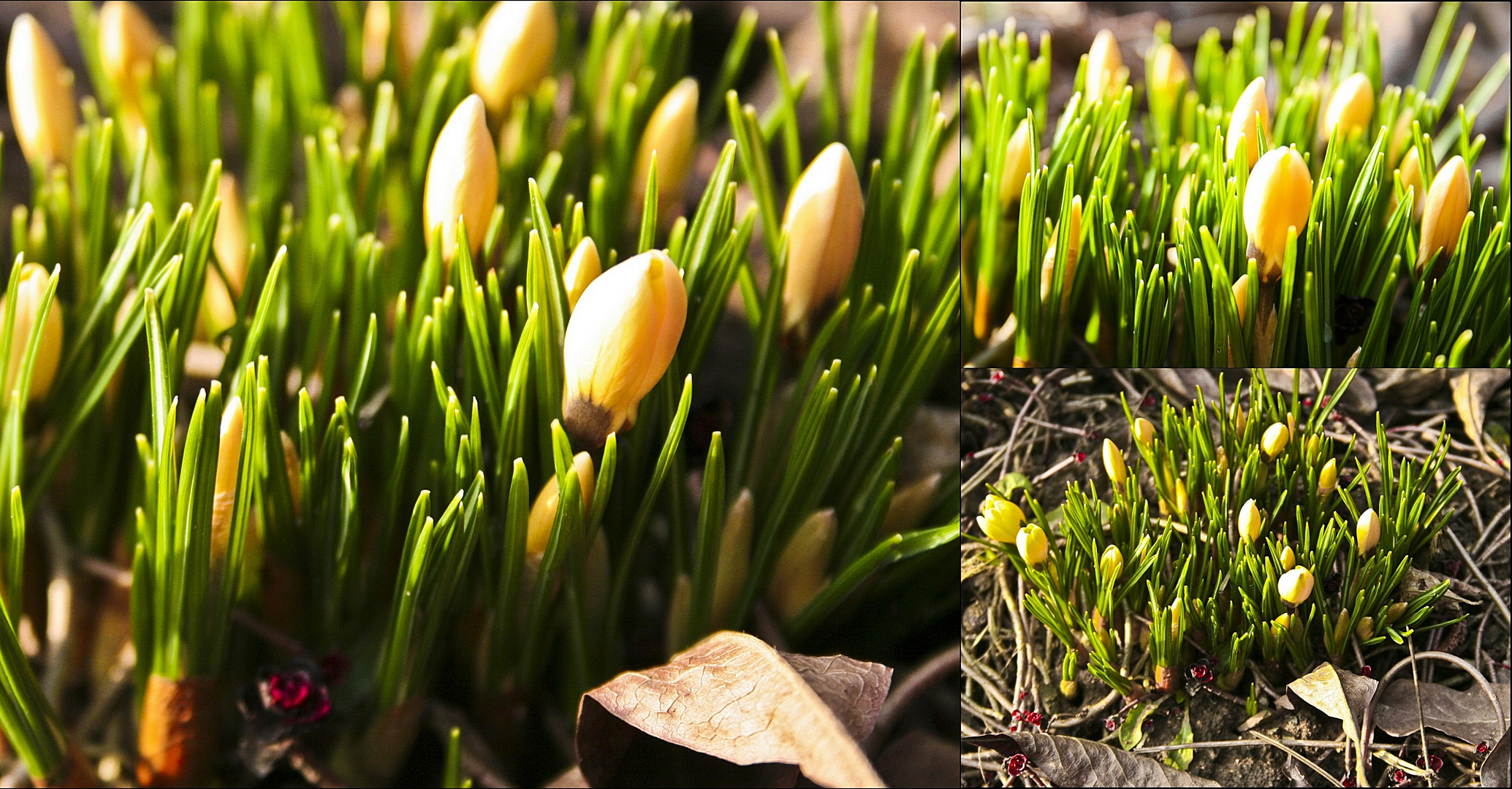 Der Frühling kommt!