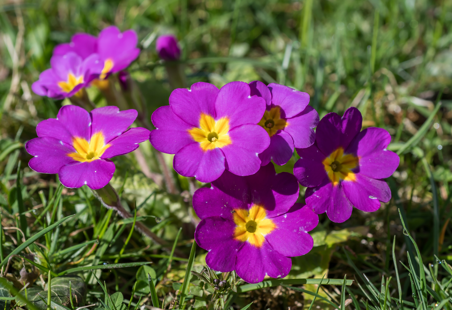 DER FRÜHLING KOMMT