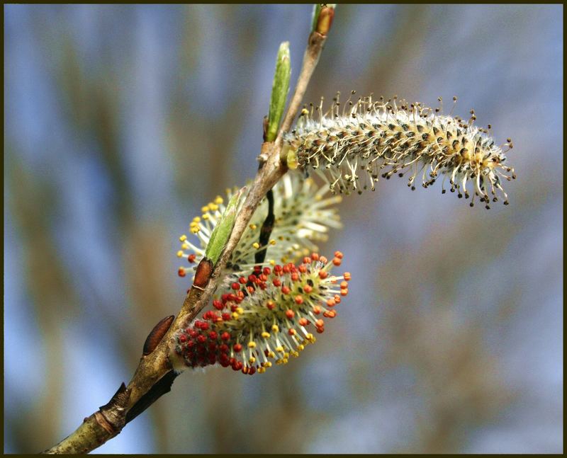 Der Frühling kommt :-)