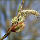 Der Frühling kommt :-)