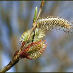 Der Frühling kommt :-)