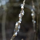 Der Frühling kommt!