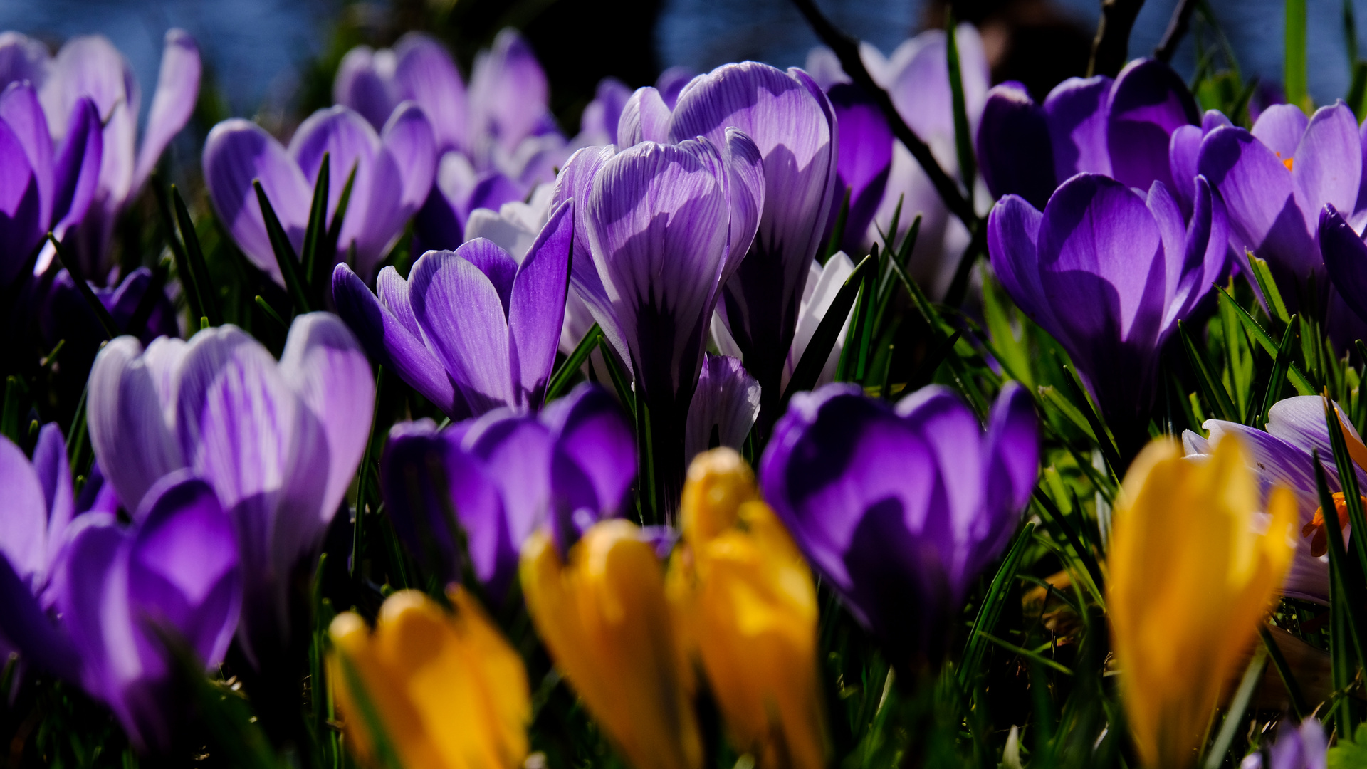 Der Frühling kommt