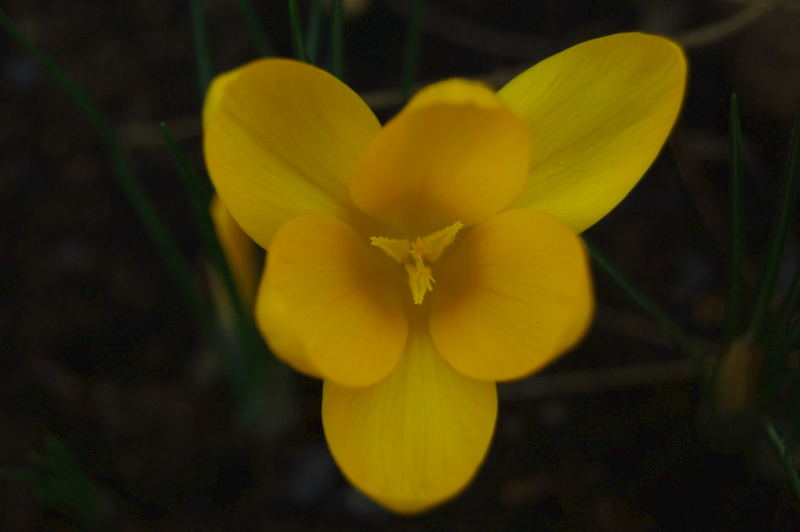 Der Frühling kommt ...