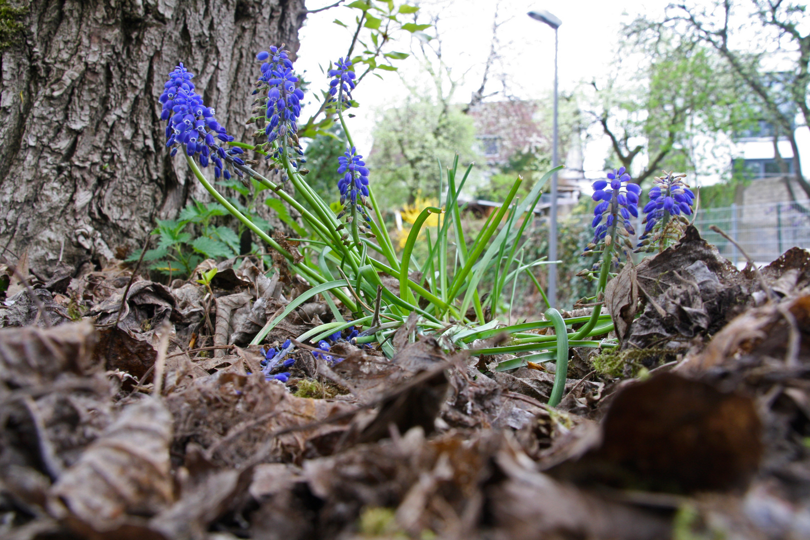 Der Frühling kommt...