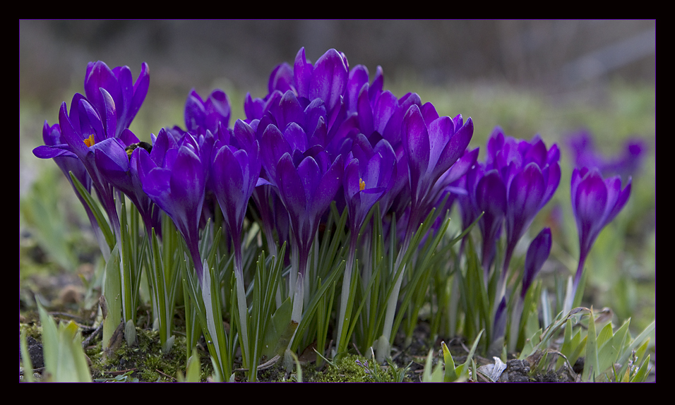 Der Frühling kommt ...!