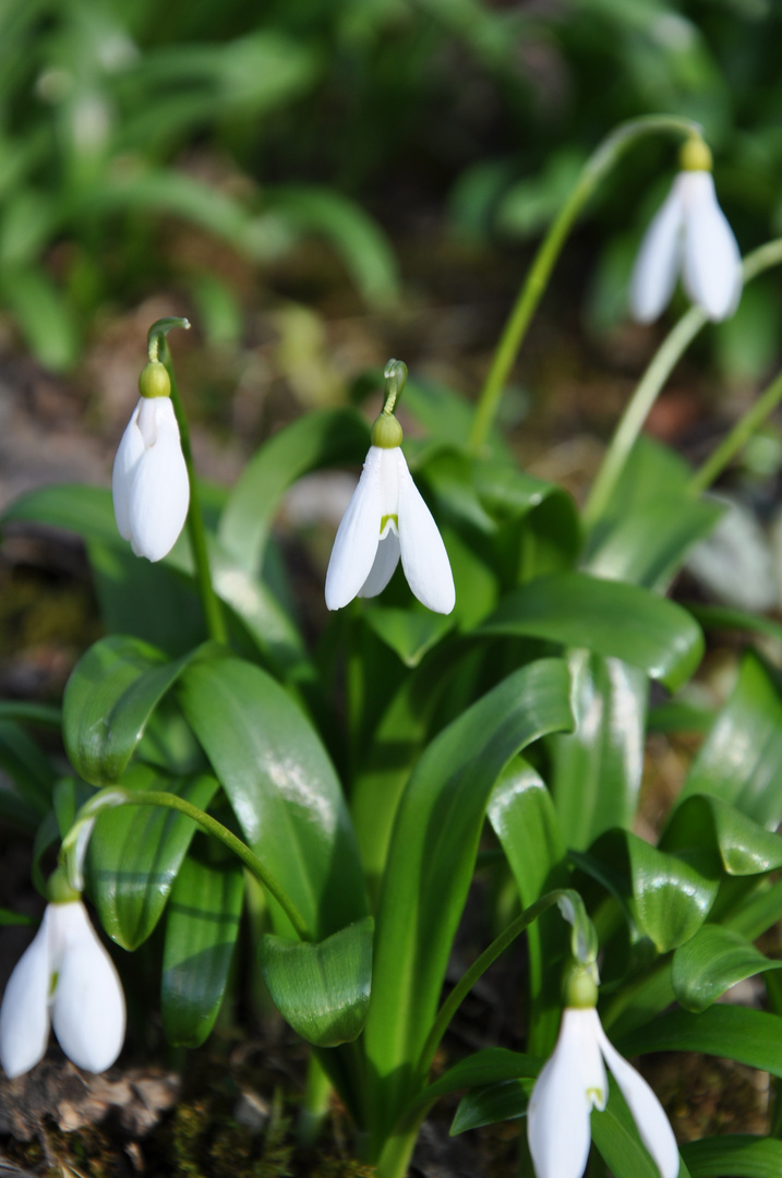 der Frühling kommt... endlich