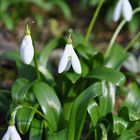 der Frühling kommt... endlich