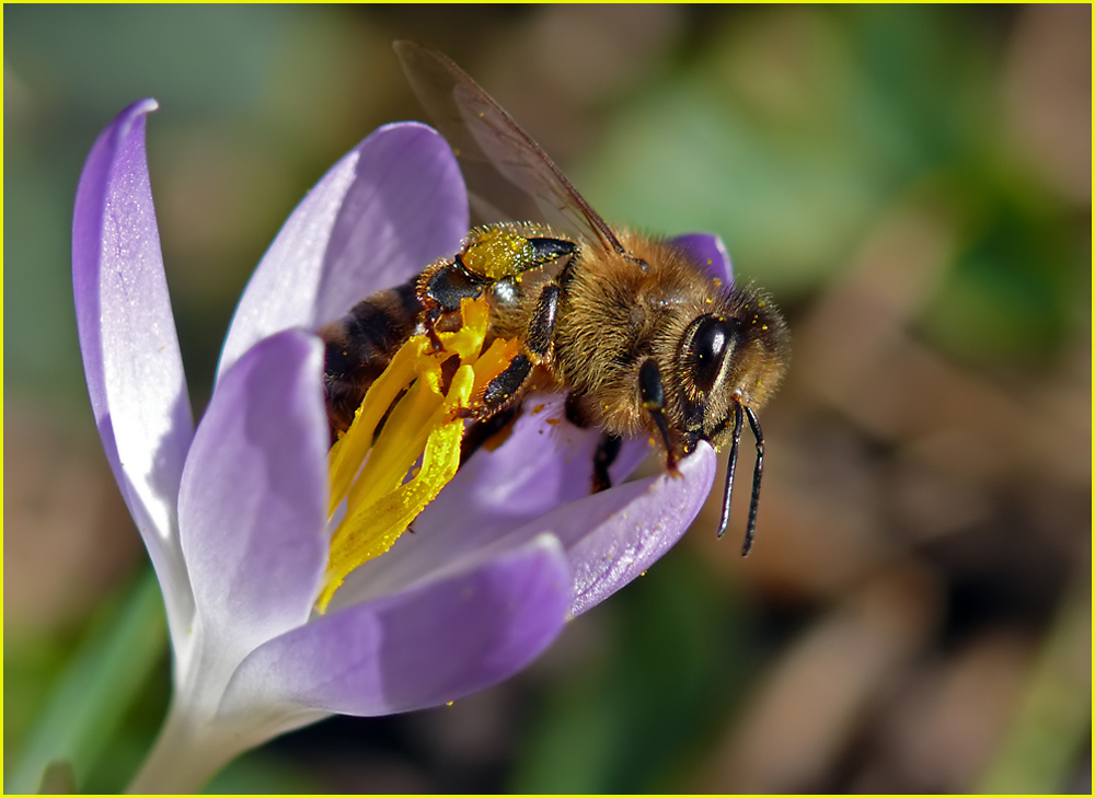 Der Frühling kommt - erster Krokus mit erster Biene