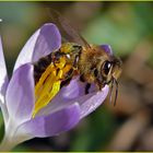 Der Frühling kommt - erster Krokus mit erster Biene