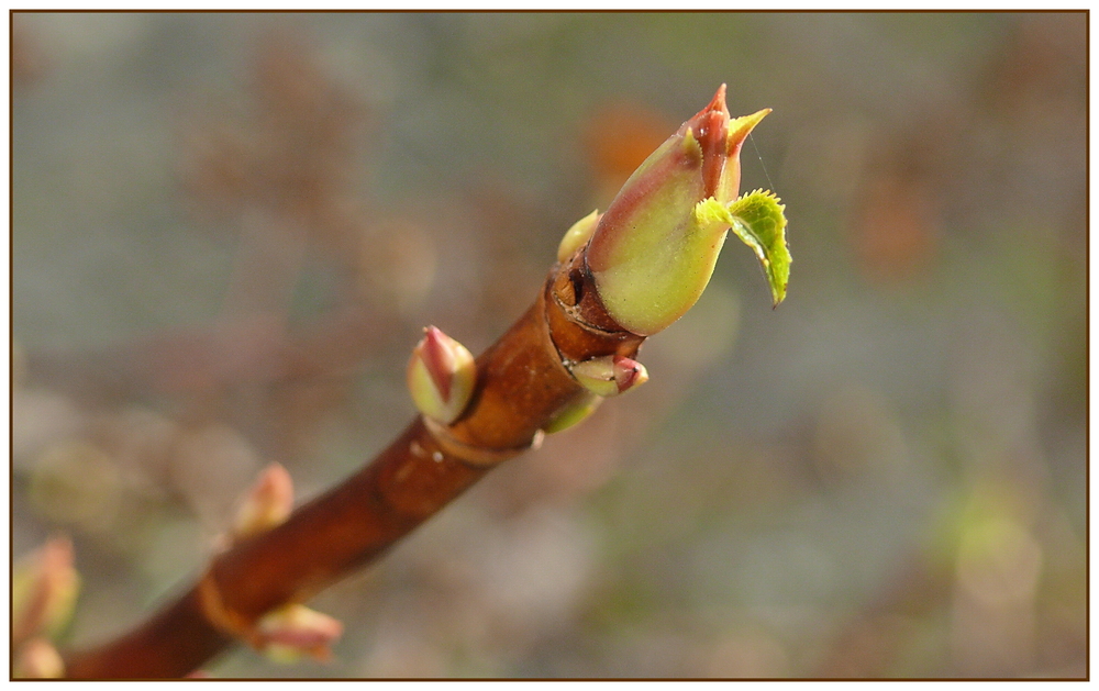 Der Frühling kommt....