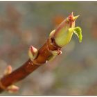 Der Frühling kommt....