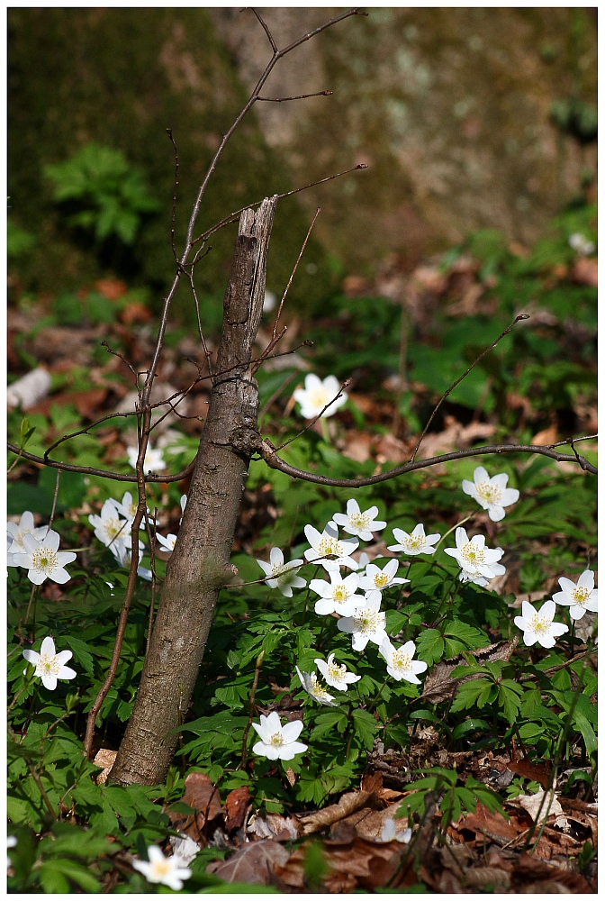 Der Frühling kommt...