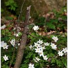 Der Frühling kommt...