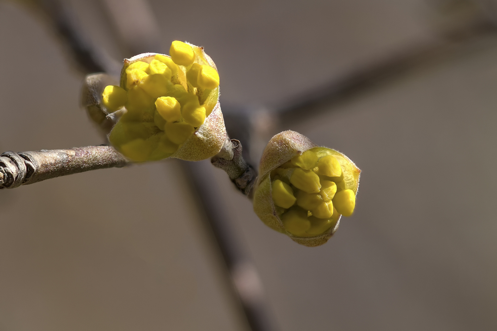 der Frühling kommt