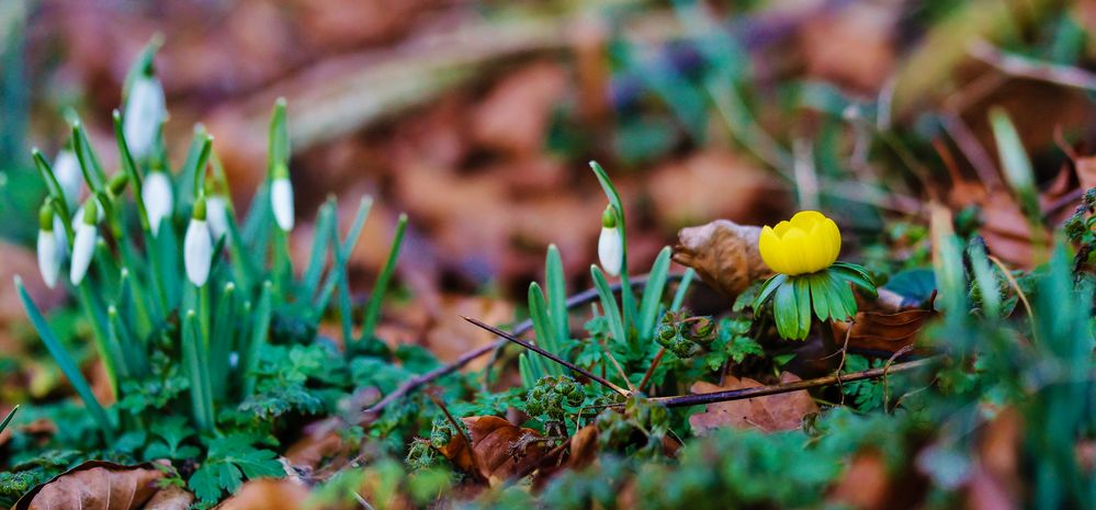 Der Frühling kommt