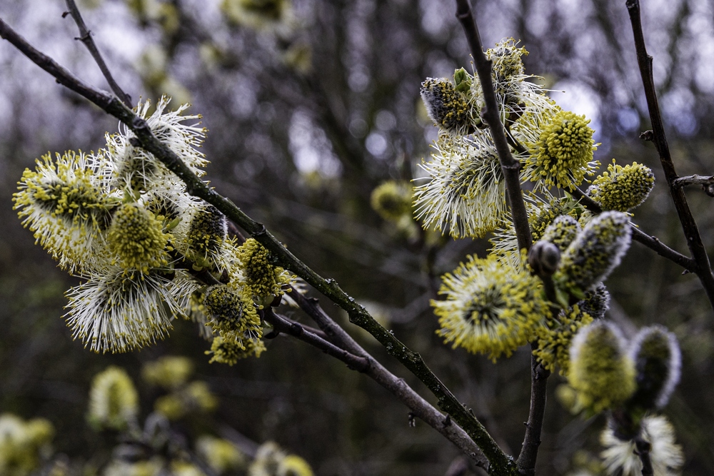 Der Frühling kommt