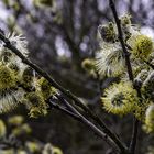 Der Frühling kommt