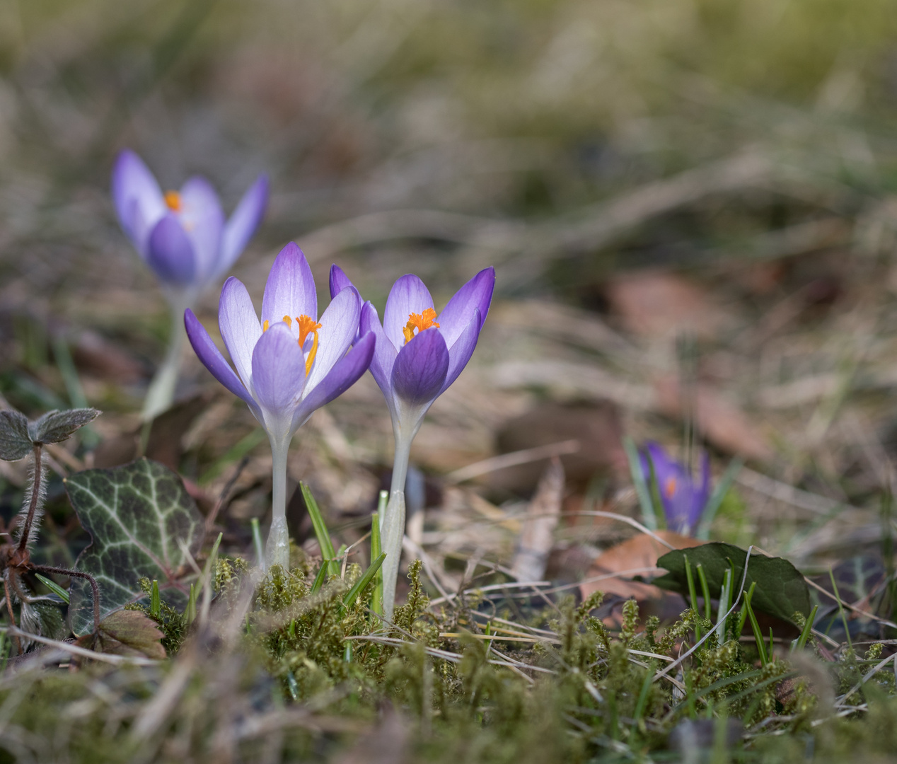 DER FRÜHLING KOMMT