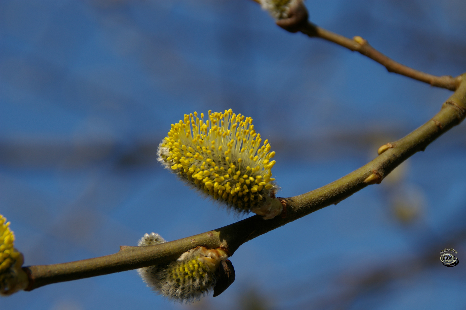 Der Frühling kommt