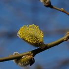 Der Frühling kommt