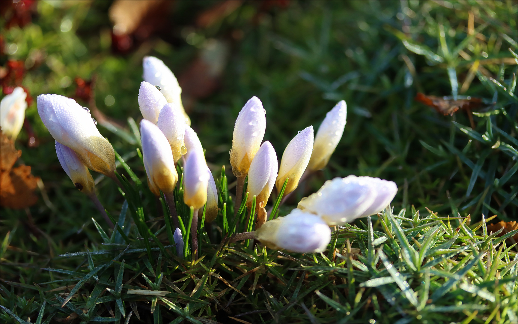 der Frühling kommt