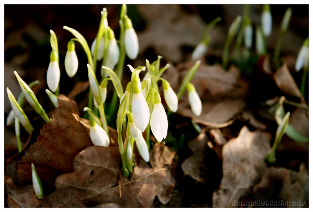 der frühling kommt...