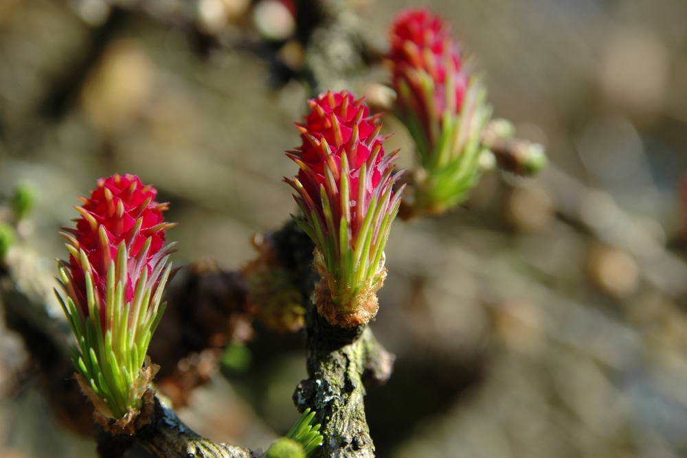 Der Frühling kommt!