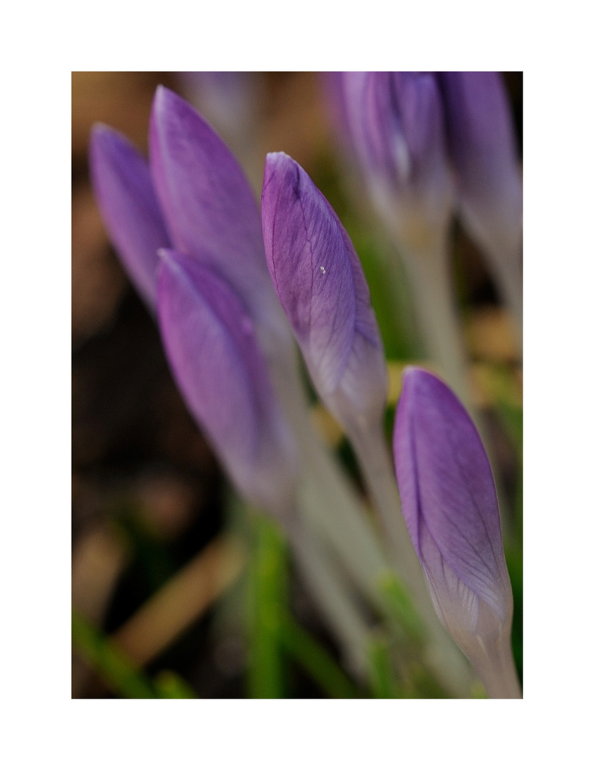 Der Frühling kommt