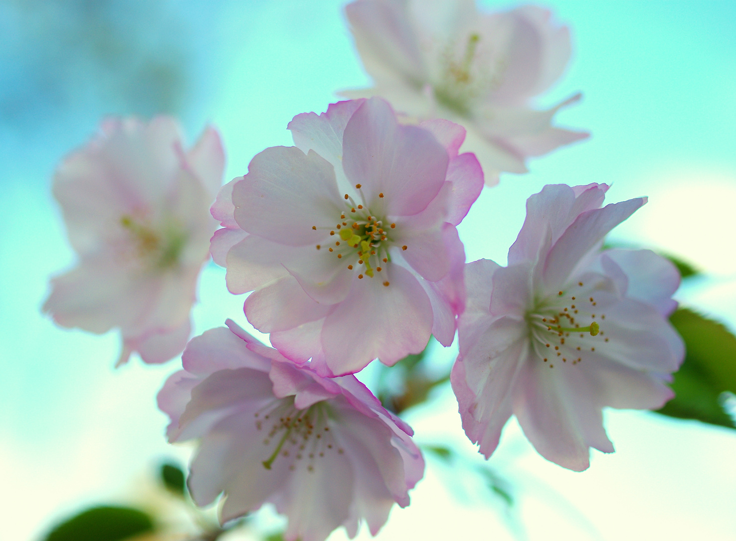 Der Frühling kommt ...